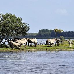 Cottage in Oostmahorn, Ferienhaus in Lauwersmeer, Friesische Seen mit Veranda und grossem Garten, ideal fuer Naturliebhaber.