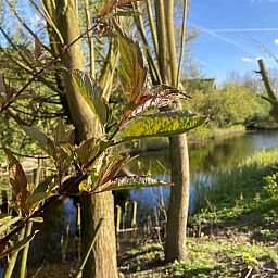 Guest house 1605103 - Holiday property Lauwersmeer - Vakantiehuis 162 Grachthaus