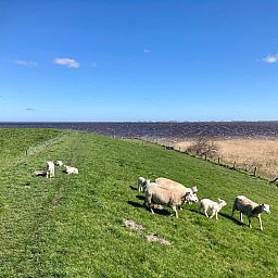 Guest house 1605120 - Holiday property Lauwersmeer - Vakantiehuis 177 Sonnenschein