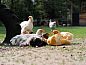 Guest house 170432 • Holiday property Midden Drenthe • Mooi 12 persoons vakantiehuis midden in het bos in Drenthe  • 7 of 25