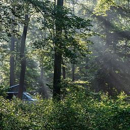 Geniet van de serene bosrijke omgeving bij Vakantiehuisje in Papenvoort, Midden Drenthe, waar natuur en rust samenkomen.