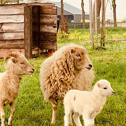 Unterkunft 174602 - Ferienhaus Midden Drenthe - Vakantiehuisje in Zuidveld