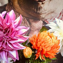 Unterkunft 174602 - Ferienhaus Midden Drenthe - Vakantiehuisje in Zuidveld