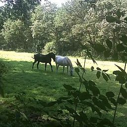 Verblijf 1809130 - Vakantiewoning Noord Drenthe - l'Oiseau Bleu (Z11 Norg)