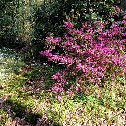 Entdecken Sie den bunten Garten des Ferienhauses in Norg, Nord-Drenthe. Geniessen Sie die bluehende Natur rund um dieses charmante Ferienhaus.