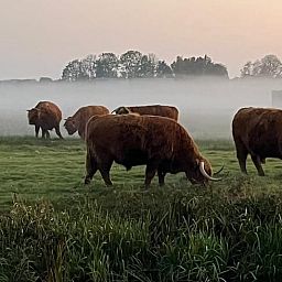 Unterkunft 181007 - Ferienhaus Noord Drenthe - Huisje in Midlaren