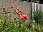 Guest house 181209 • Holiday property Noord Drenthe • Huisje in Schipborg  • 13 of 18