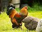 Guest house 182721 • Holiday property Noord Drenthe • Vakantiehuisje in Tynaarlo  • 5 of 18