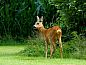 Guest house 182721 • Holiday property Noord Drenthe • Vakantiehuisje in Tynaarlo  • 6 of 18
