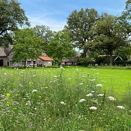 Vakantiehuis in Aalden, uitgestrekt groen veld met bloemen nabij vakantiehuis in Zuidoost Drenthe, Drenthe.