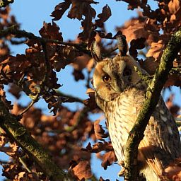 Schoenes Schlafzimmer im Ferienhaus DG280 in Exloo, Suedost-Drenthe, mit natuerlichem Licht und ruhiger Umgebung.