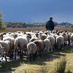 Geniet van de serene natuur rondom vakantiehuis DG2049 in Nieuw-Schoonebeek, Zuidoost Drenthe, omgeven door weelderig groen en rustgevende bossen.