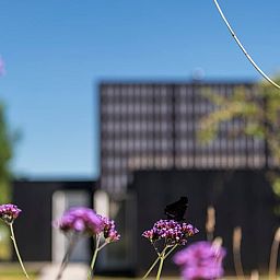Bloemen en vlinders bij Huisje in Wapserveen, vakantiehuis in Zuidwest Drenthe, Drenthe.