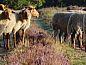 Guest house 201286 • Holiday property Zuidwest Drenthe • Huisje in Dwingeloo  • 12 of 25