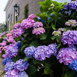 Bluehende Hortensien schmuecken das Ferienhaus in Ruinerwold, ein charmantes Ferienhaus in Drenthe.