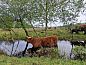 Verblijf 201841 • Vakantiewoning Zuidwest Drenthe • Charmant 4P vakantiehuis in het bos van Wateren, Drenthe  • 9 van 19