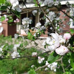Blossom in full bloom at Cottage in Koekange, vacation home in southwest Drenthe, with veranda in the background.