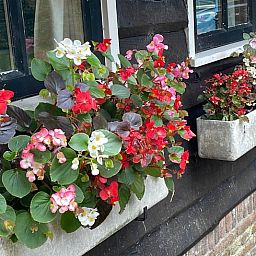 Unterkunft 202216 - Ferienhaus Zuidwest Drenthe - Vakantiehuisje in Uffelte