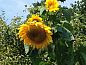 Guest house 203103 • Holiday property Zuidwest Drenthe • Vakantiehuis in Nijeveen  • 8 of 10