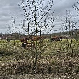 Gemuetliche Kueche im Ferienhaus DG2026, Dieverbrug, Suedwest-Drenthe. Geniessen Sie einen stimmungsvollen Innenraum mit modernen Annehmlichkeiten.