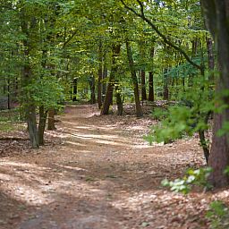 Ontdek de serene bosomgeving rondom Huisje in Oude Willem, vakantiehuis in Zuidwest Drenthe.