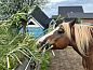 Guest house 220325 • Holiday property Zuidelijk Flevoland • Huisje in Almere  • 11 of 15