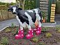 Unterkunft 230901 • Chalet Friese bossen • B120 De Spar  • 7 von 10