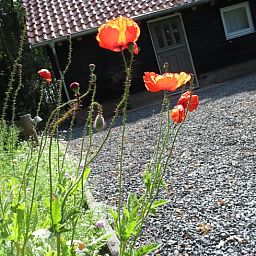 Blooming flowers at Cottage in Haulerwijk, vacation home in the Frisian woods.