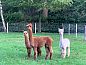 Guest house 232611 • Holiday property Friese bossen • Vakantiehuisje in Wijnjewoude  • 12 of 18