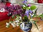 Guest house 233302 • Holiday property Friese bossen • Huisje in Beetsterzwaag  • 13 of 17