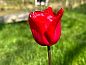 Guest house 233302 • Holiday property Friese bossen • Huisje in Beetsterzwaag  • 14 of 17