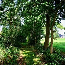 Natuurlijke omgeving rondom Vakantiehuisje in Donkerbroek, Het Friese platteland.