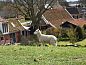 Unterkunft 260409 • Ferienhaus Het Friese platteland • Vakantiehuisje in Moddergat  • 3 von 21