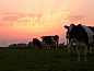 Unterkunft 261406 • Ferienhaus Het Friese platteland • Prachtig gelegen groepsaccommodatie voor 16 personen in  • 8 von 21