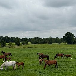 Paarden in een groene weide bij Vakantiehuis in Surhuisterveen, Friesland.