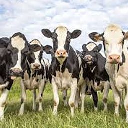 Unterkunft 2618102 - Ferienhaus Het Friese platteland - Vakantiehuisje in Ouwster-Nijega