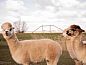 Guest house 2619002 • Holiday property Het Friese platteland • Vakantiehuis in Sexbierum  • 13 of 17