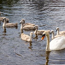 Geniessen Sie die ruhige Natur rund um das Cottage in Echten, Friesland mit Schwaenen im Wasser in der friesischen Landschaft.