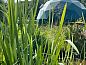 Guest house 263703 • Holiday property Het Friese platteland • Vakantiehuis in Boelenslaan  • 1 of 15