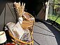 Guest house 263703 • Holiday property Het Friese platteland • Vakantiehuis in Boelenslaan  • 3 of 15