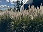 Guest house 263704 • Holiday property Het Friese platteland • Vakantiehuis in Boelenslaan  • 7 of 12
