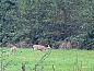 Guest house 263704 • Holiday property Het Friese platteland • Vakantiehuis in Boelenslaan  • 12 of 12