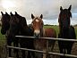 Guest house 264901 • Holiday property Het Friese platteland • Vakantiehuisje in Oudega ( gem. Smallingerland)  • 14 of 16