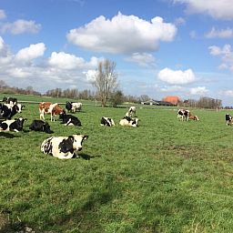 Weidende Kuehe auf der Wiese in der Naehe des Ferienhauses in Nes, Friesland, umgeben von gruener Landschaft.