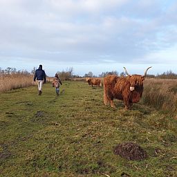 Unterkunft 266903 - Ferienhaus Het Friese platteland - FR115