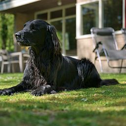 Hond genietend van de tuin bij Vakantiehuisje in Winterswijk, Achterhoek, Gelderland.