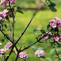 Guest house 291105 - Holiday property Achterhoek - Vakantiehuisje in Epse