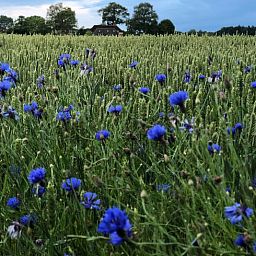 Unterkunft 291506 - Ferienhaus Achterhoek - Vakantiehuis in Eefde