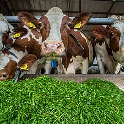 Enjoy rural life at Huisje in Aalten, a vacation home in the Achterhoek region of Gelderland, surrounded by grazing cows.