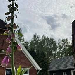 Vacation cottage in Laren, located in the green Achterhoek, Gelderland, with idyllic views of nature and blooming flowers.